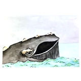 Colored ink and water painting of a cartoony humpback whale with barnacles on top of its head. Painting by Sebastian Aravena.