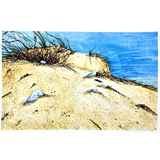 Gouache painting of four man-of-war on the beach by a sand dune. Painting by Sebastian Aravena.