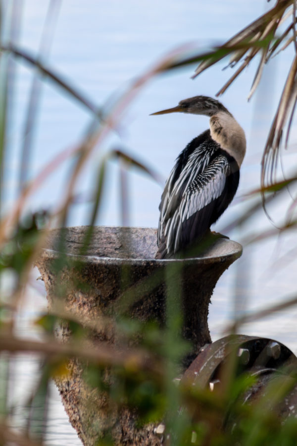 Anhinga on a Fountain Framed by Grass