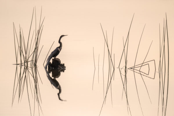 Reflections of an Anhinga on a Stump