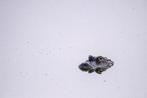 Alligator Peeking Above the Water's Surface