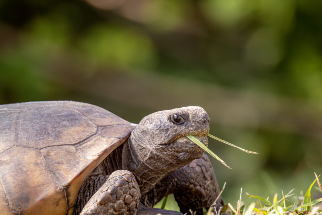 Photograph of a gopher tortoise eating grass that looks like fangs. Photography by Sebastian Aravena.