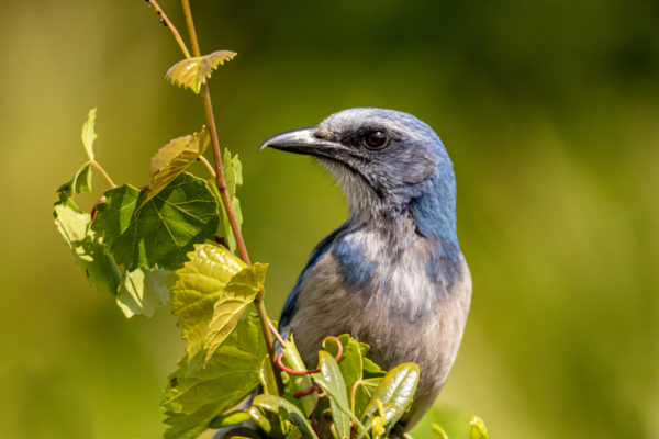 Angry Scrub Jay on a Vine