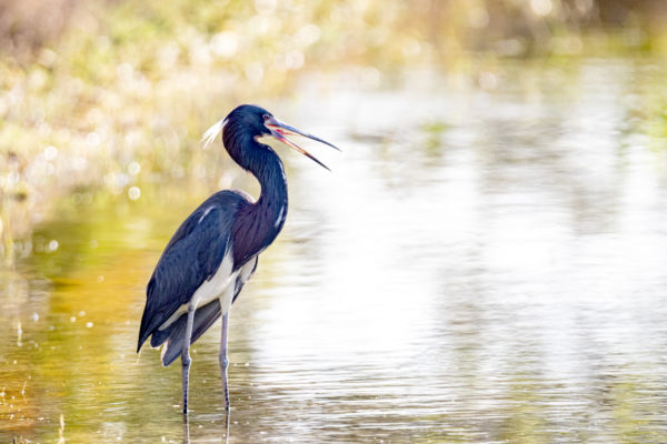 Tricolored Heron in the Spotlight