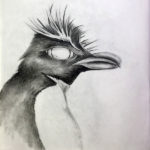 Graphite pencil drawing of a rockhopper penguin. Drawing by Sebastian Aravena.