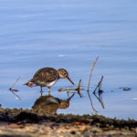 Photograph of a spotted sandpiper dipping its bill in the water with a reflection of the bird underneath. Photograph by Sebastian Aravena.