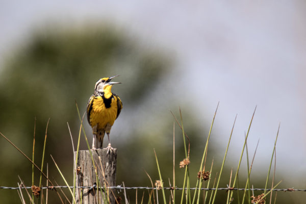 Eastern Meadowlark Singing on a Post