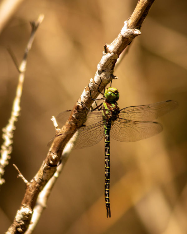 The Green Dragon on a Branch