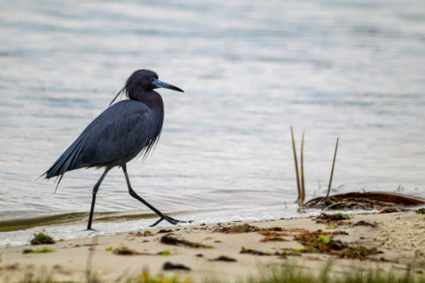 Little Blue Heron on the Beach