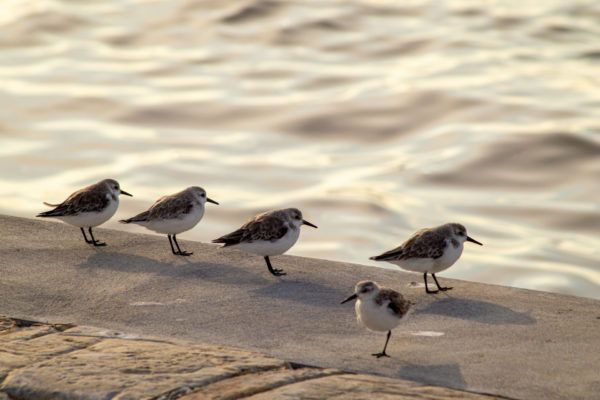 Pipers in a Row