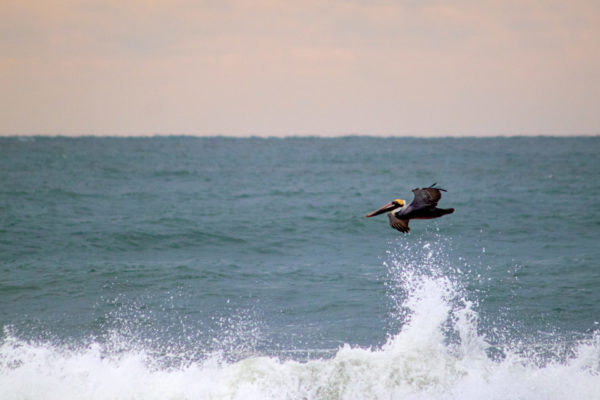 Brown Pelican Pulling Away from a Closeout