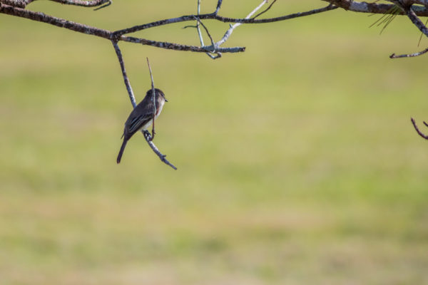 Eastern Phoebe Swinging on a Twig