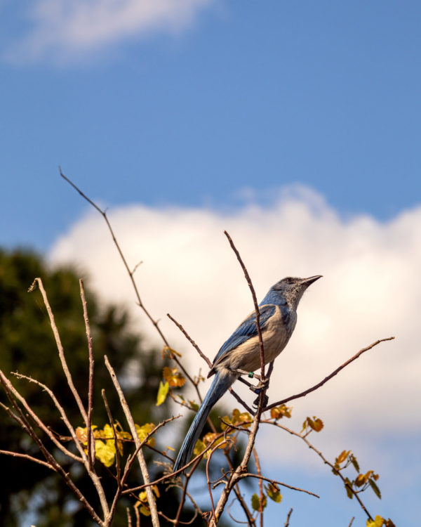 Valiant Scrub Jay