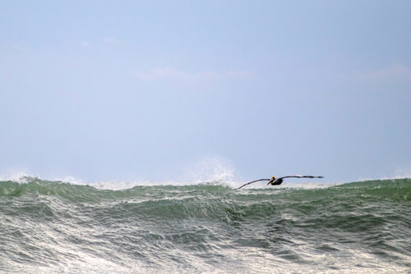 Victory at Sea and Still Surfing