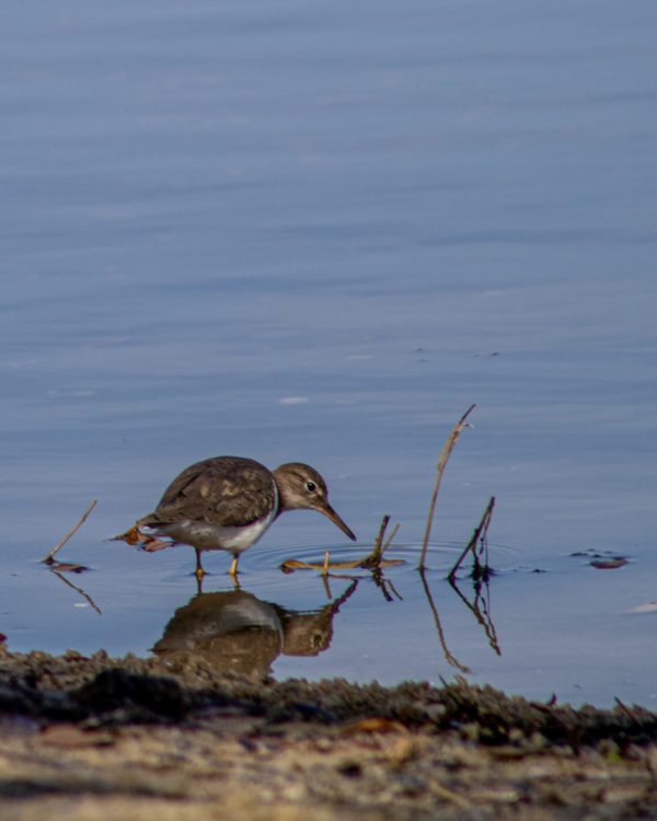 Spotted Sandpiper Wading for Minnows